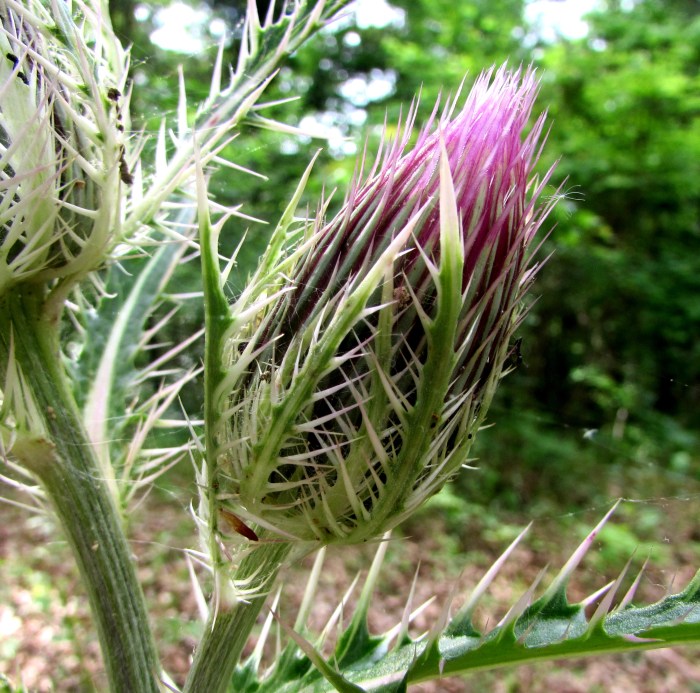 walk thistle