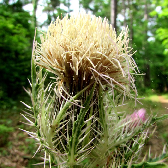 walk thistle