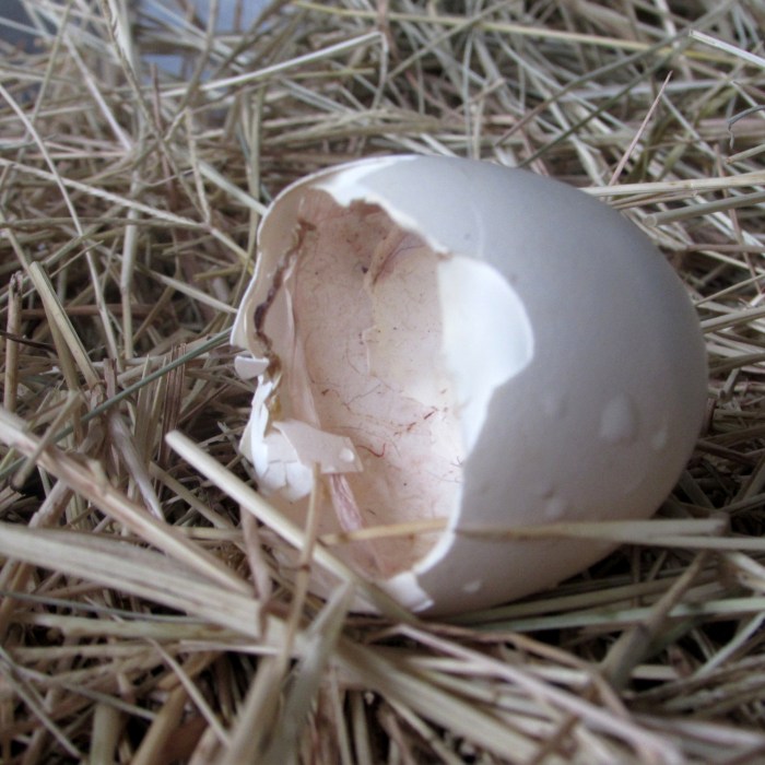 egg