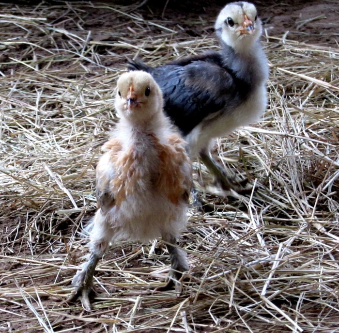 chicks 15