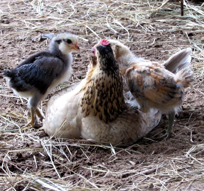 chicks 17