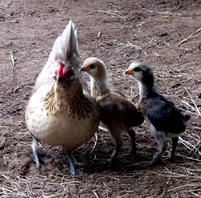 chicks