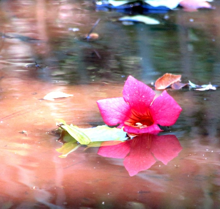 walk water flower