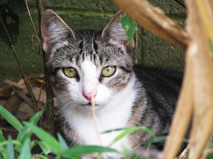 walk feed store kitty