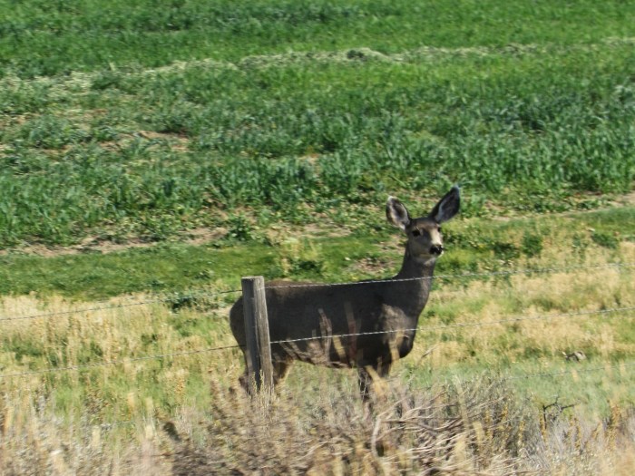 mule deer