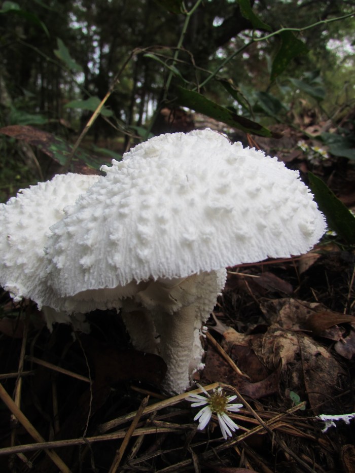 walk mushroom