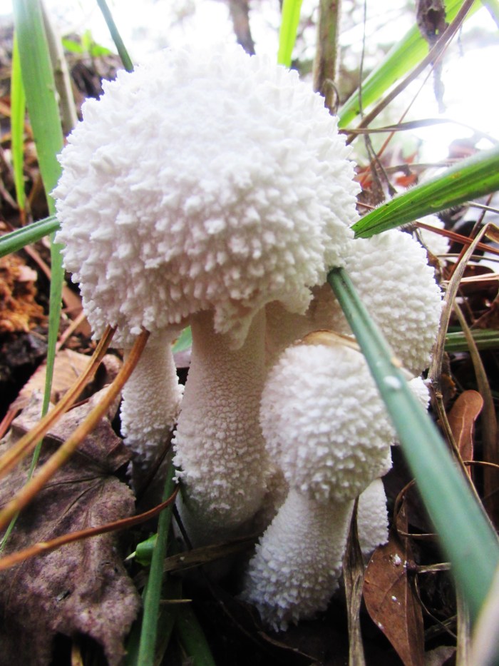 walk mushroom