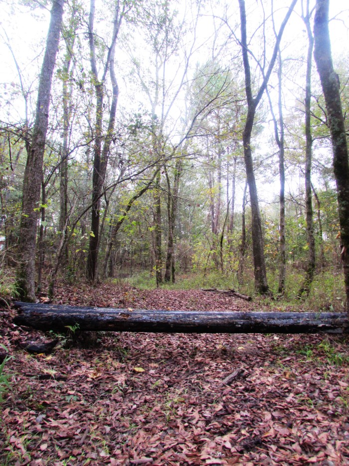 walk tree forest