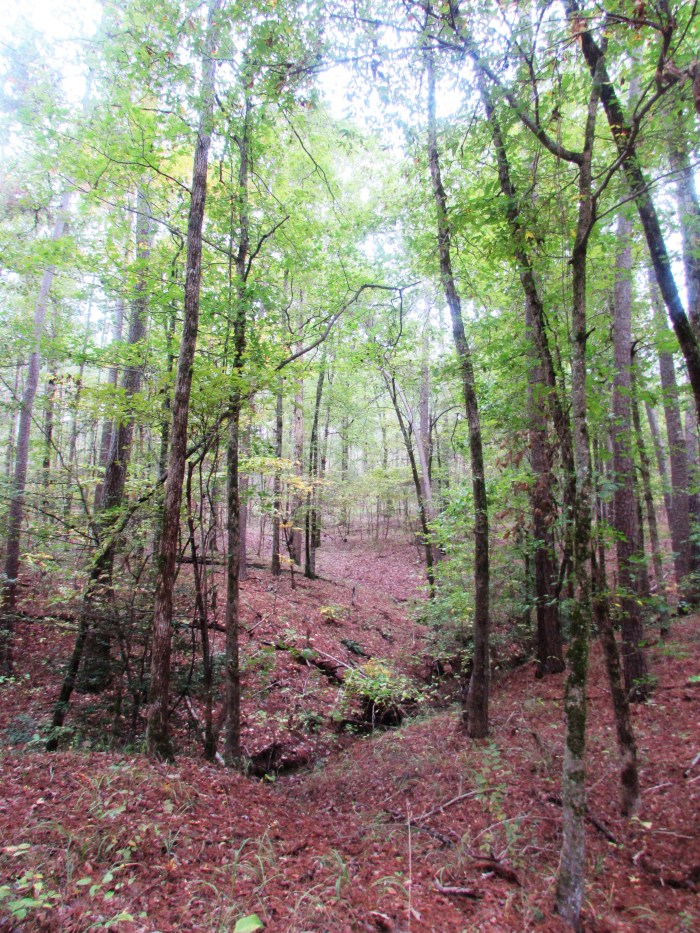 walk forest