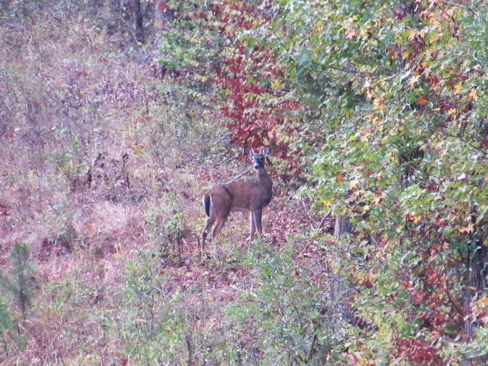 walk deer