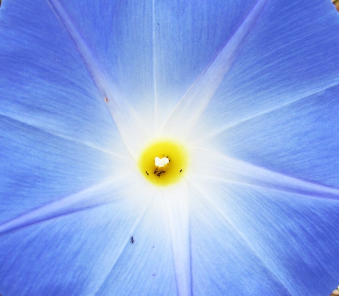 walk flower