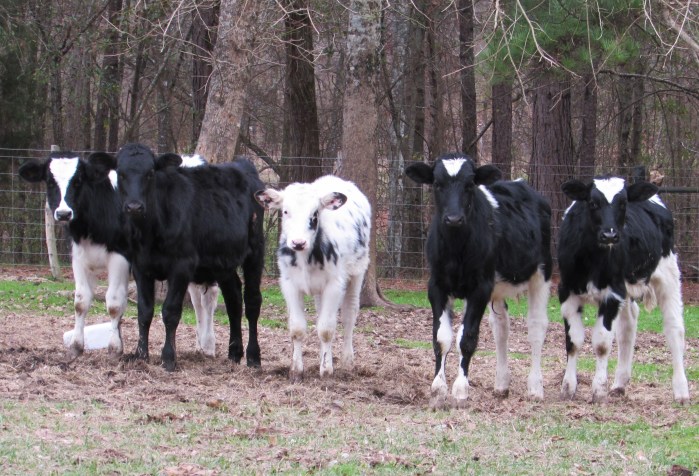 walk calves