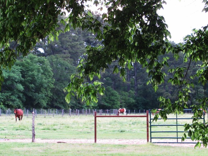 walk pasture horses