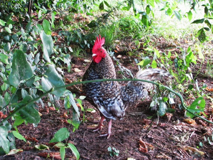 walk rooster